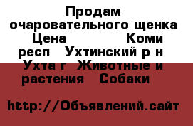 Продам очаровательного щенка › Цена ­ 20 000 - Коми респ., Ухтинский р-н, Ухта г. Животные и растения » Собаки   